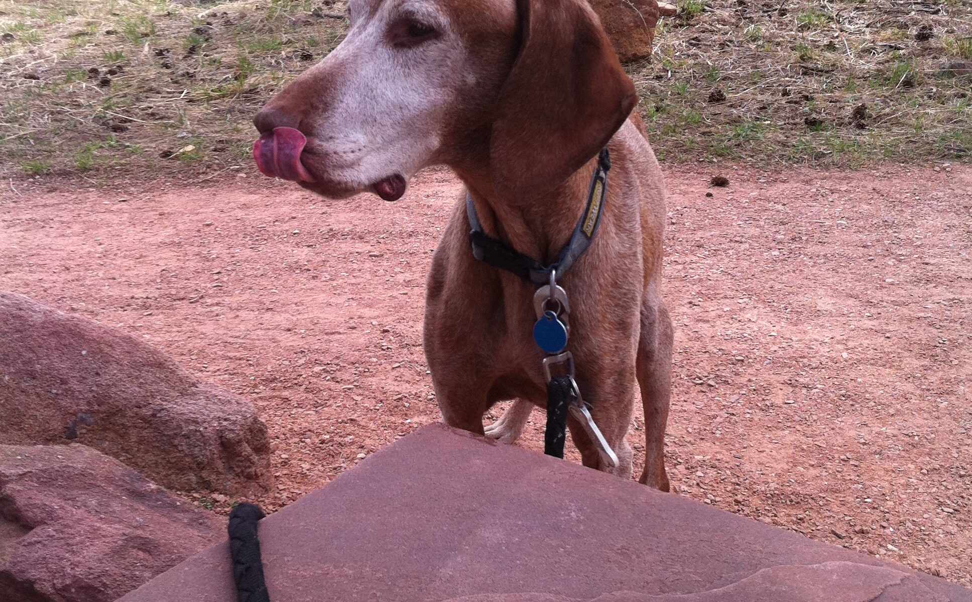 a senior Vizsla make dog with a whit muzzle licking his chops behind a red stone bench and in front of a stand of pine trees, with foothills behind.